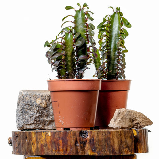Cactus Euphorbia