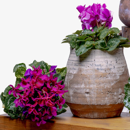 Super Série Cyclamen