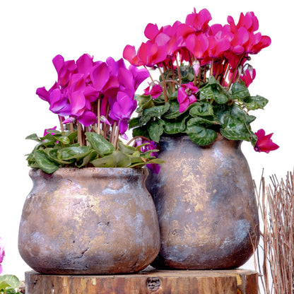 Super Série Cyclamen