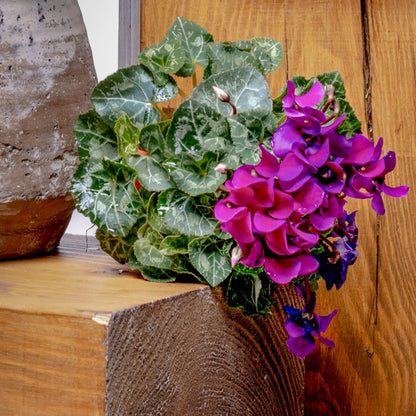 Super Série Cyclamen