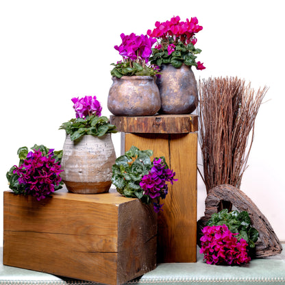 Super Série Cyclamen