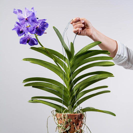 Vanda Coerulea