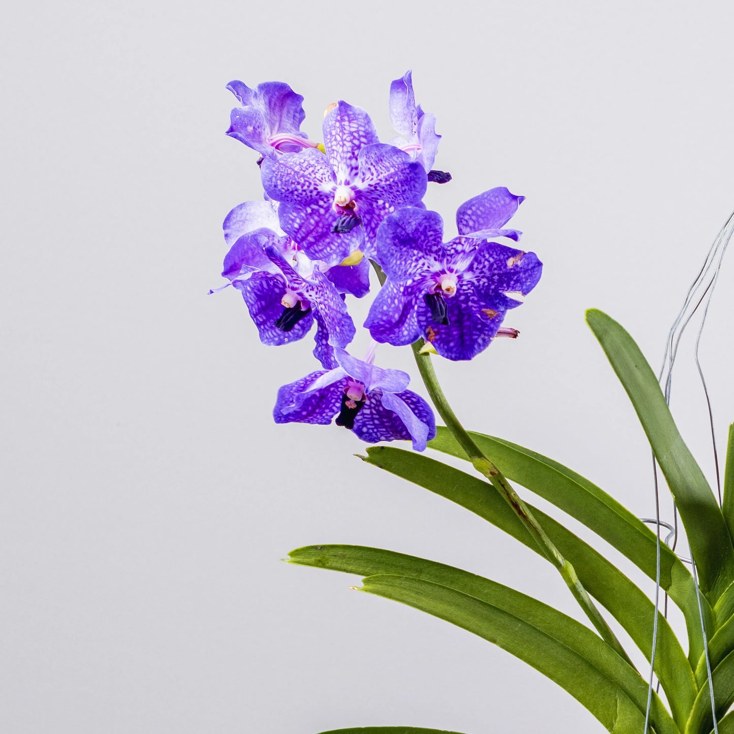 Vanda Coerulea