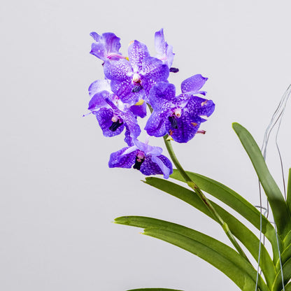 Vanda Coerulea
