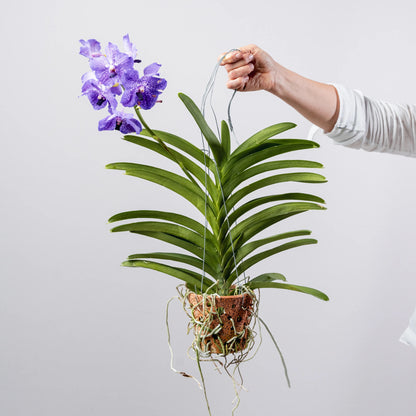 Vanda Coerulea