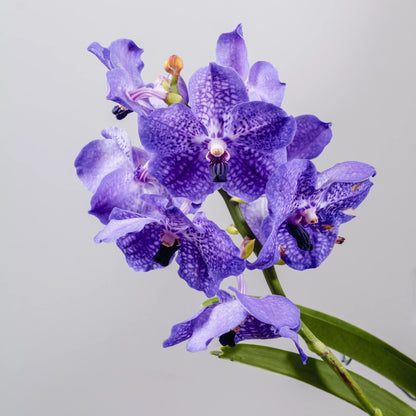 Vanda Coerulea