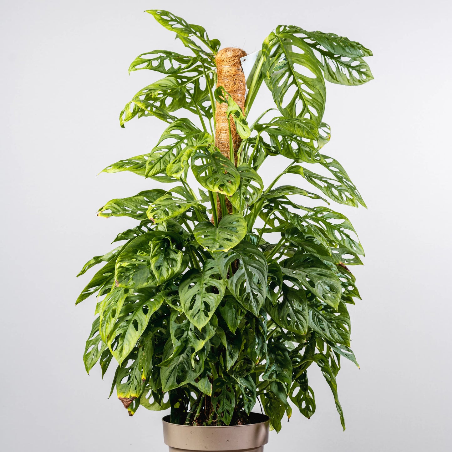 Monstera adansonii