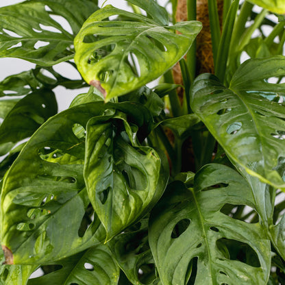 Monstera adansonii