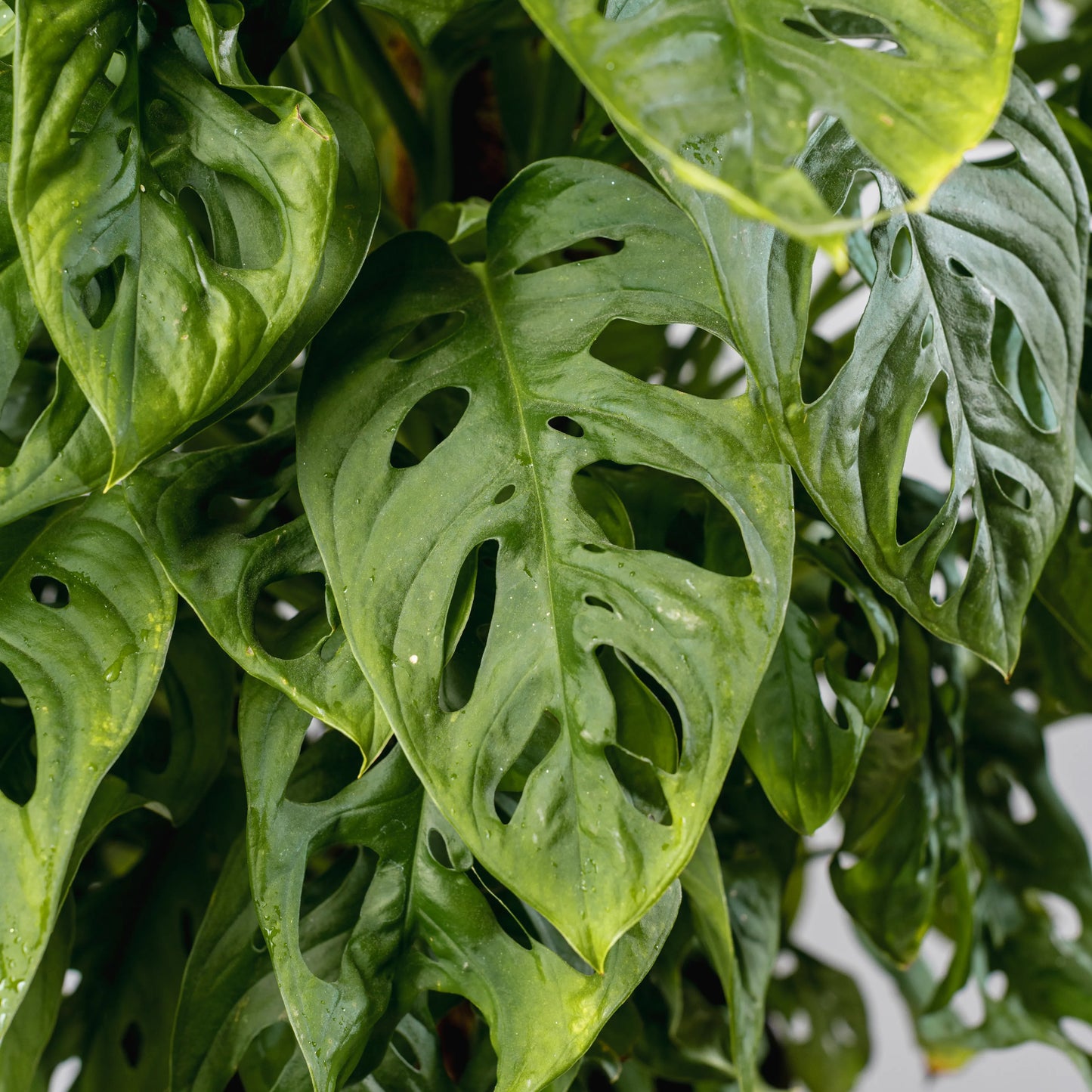 Monstera adansonii