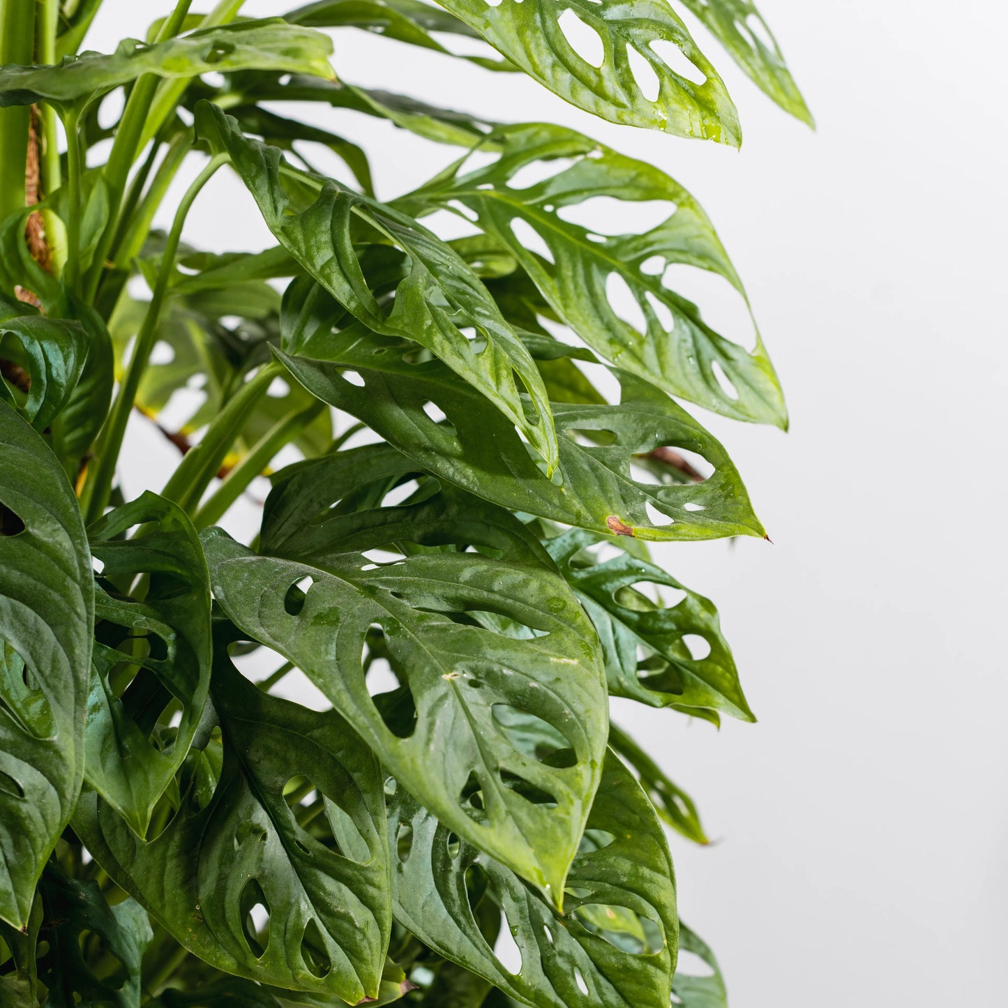 Monstera adansonii