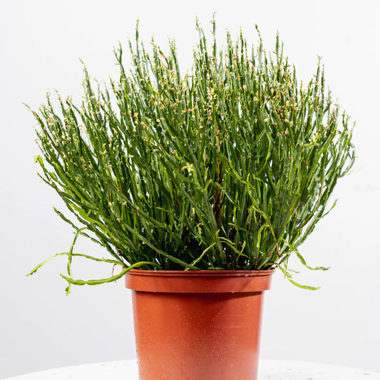 Rhipsalis paradoxa
