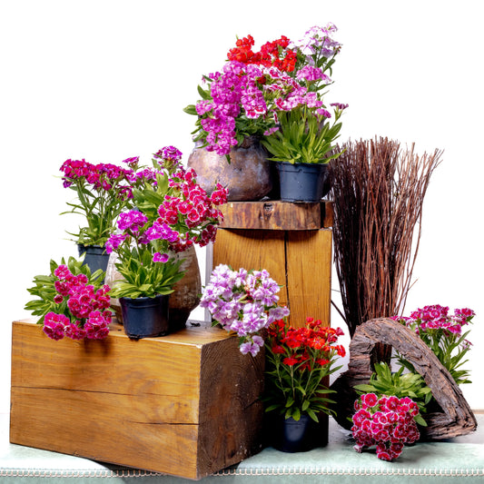 Dianthus Barbatus