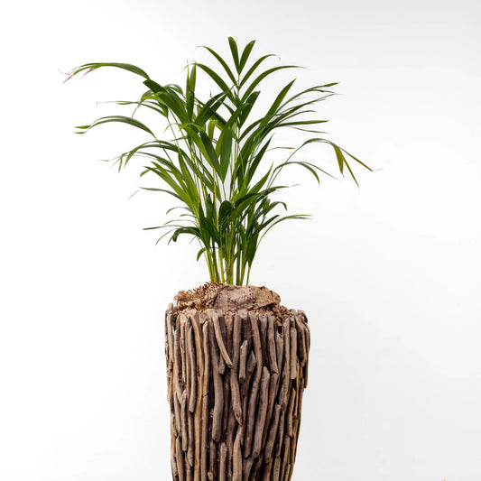 Dypsis