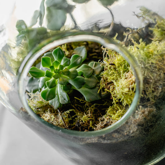 Round Florarium