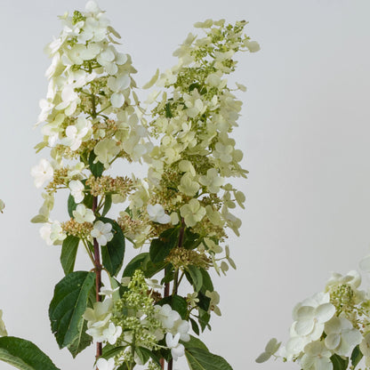 Hydrangea Paniculata