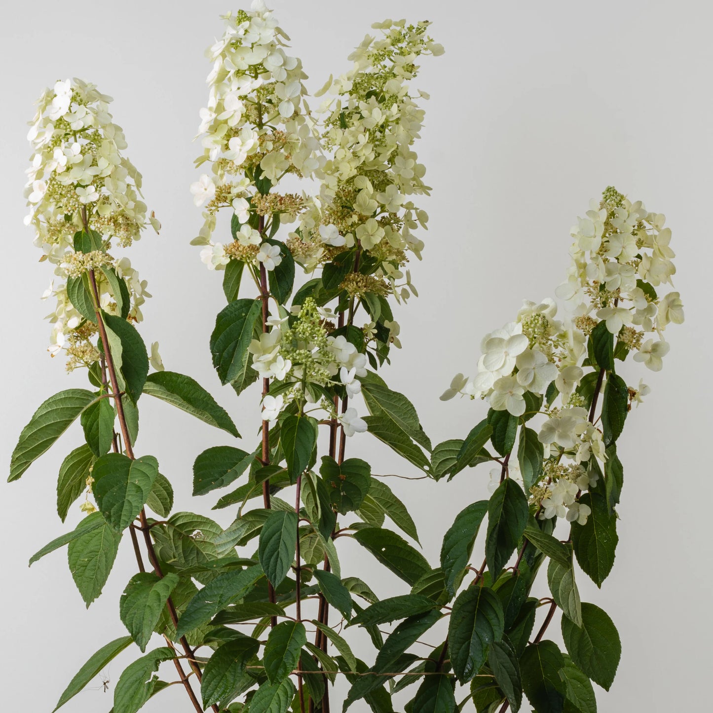 Hydrangea Paniculata