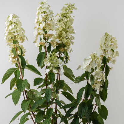 Hydrangea Paniculata