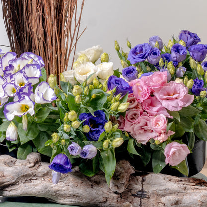 Lisianthus