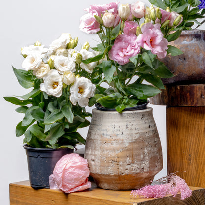 Lisianthus