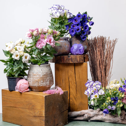 Lisianthus
