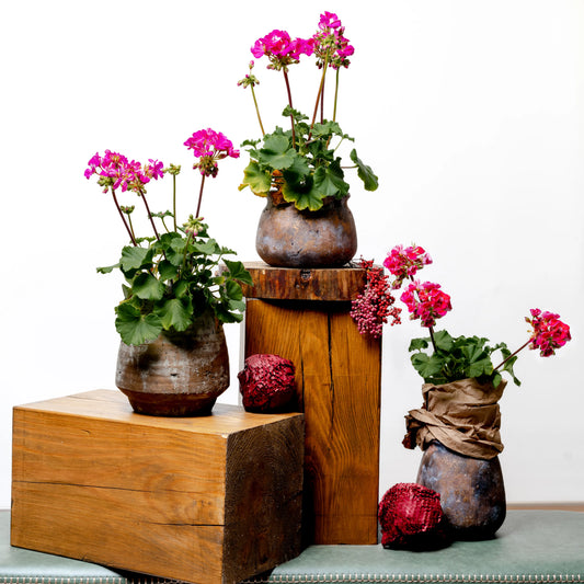 Pelargonium Zonale