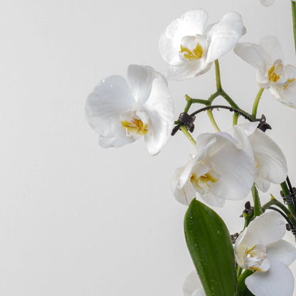 Phalaenopsis