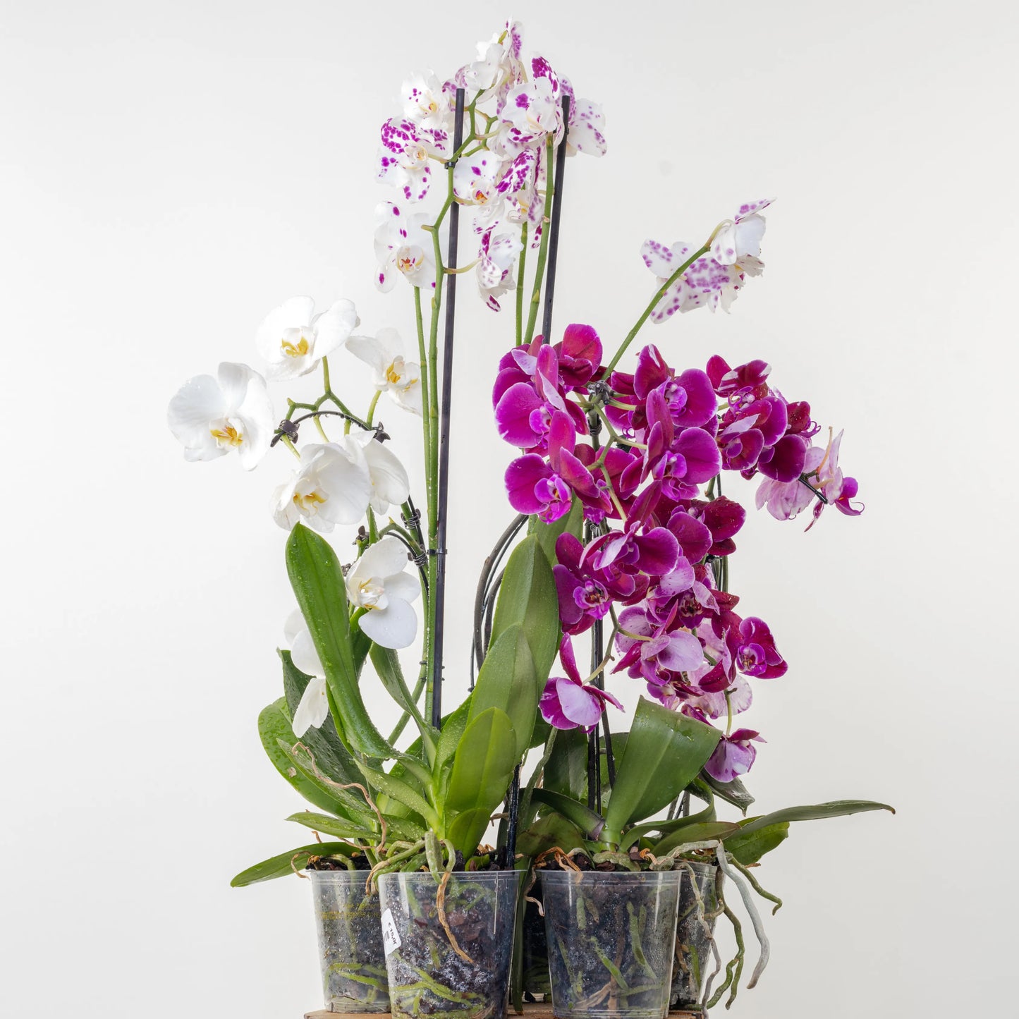 Phalaenopsis