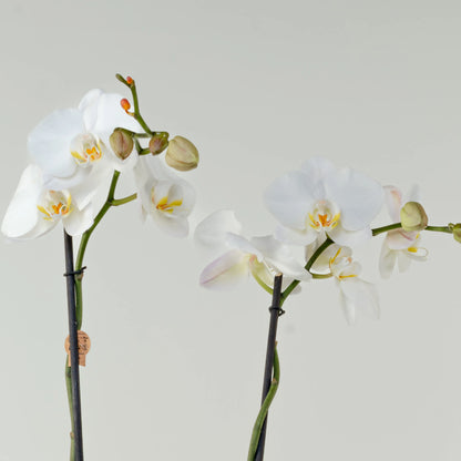 Phalaenopsis