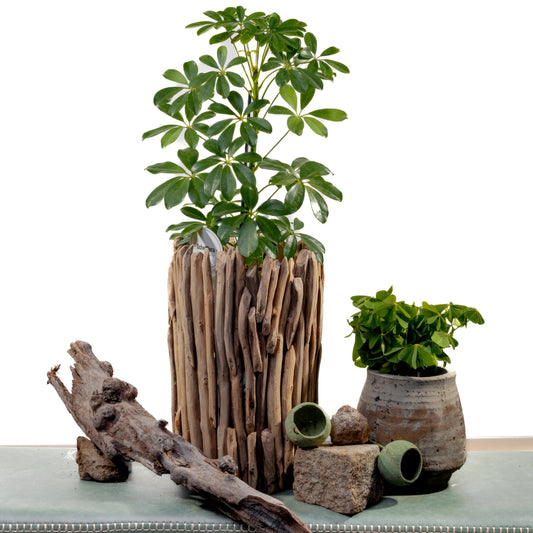 Schefflera