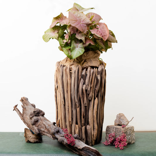 Syngonium Podophyllum
